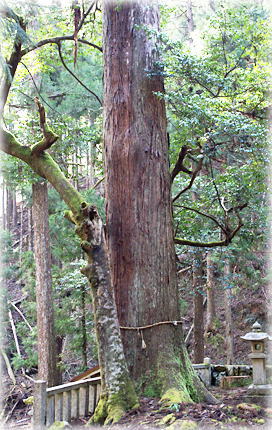 画像:松尾鈴波神社のスギ