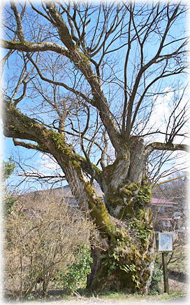 画像:田部のオオヤナギ