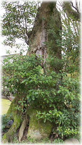 画像:高田神社のタブノキ 画像:高田神社のタブノキ