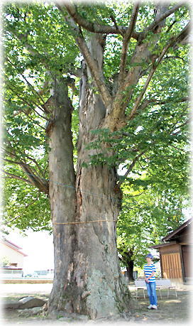 画像:高柳諏訪神社のケヤキ(幹と並ぶ)