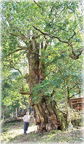 画像:滝神社のカシの木(幹と並ぶ)