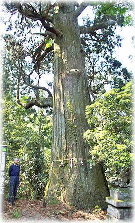 画像:天王様の大杉(幹と並ぶ) 画像:天王様の大杉(幹と並ぶ)