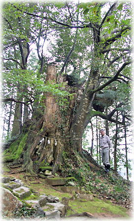 画像:徳長熊野神社のシイ(幹と並ぶ) 画像:徳長熊野神社のシイ(幹と並ぶ)