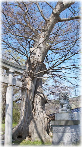 画像：多賀神社のケヤキ