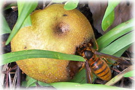 画像：若栗のアオナシ（落果を食べる蜂）