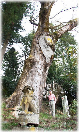 画像:湯野神社大けやき(幹と並ぶ)