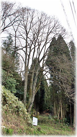 画像:相挟間のブンゴボダイジュ(全景) 画像:相挟間のブンゴボダイジュ(全景)