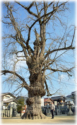 画像:蓮光寺のイチョウ(幹と並ぶ)