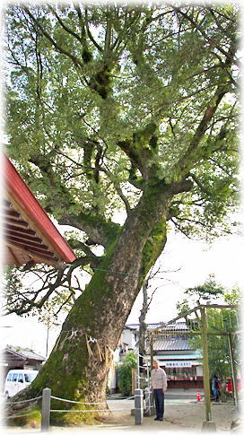 画像:現人神社のクスノキ(幹と並ぶ)