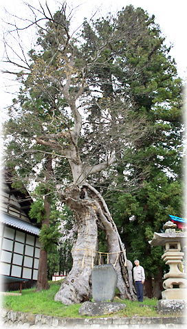 画像：阿鳥川神社のケヤキ（幹と並ぶ）