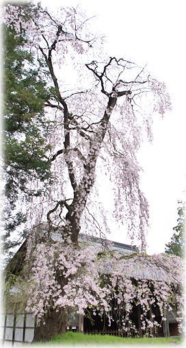 画像：阿鳥川神社のしだれ桜