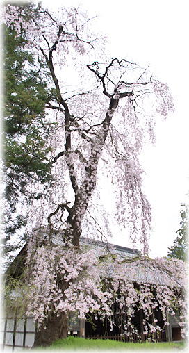 画像:阿鳥川神社のしだれ桜 画像:阿鳥川神社のしだれ桜