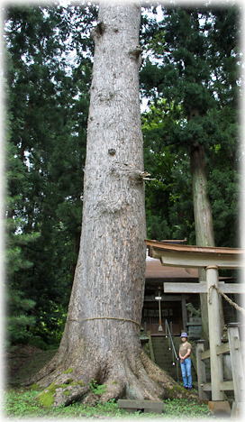 画像:安座赤城神社のモミ(幹と並ぶ)