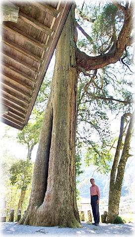 画像:番ノ原天神社のスギ(幹と並ぶ)
