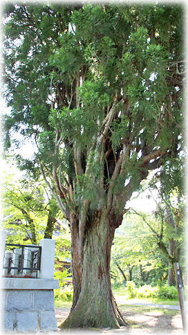 画像:円蔵寺の箒杉 画像:円蔵寺の箒杉