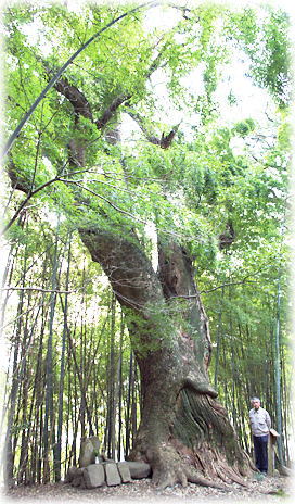 画像:福田荒神社のクスノキ(幹と並ぶ)
