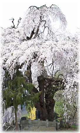 画像：古町のしだれ桜