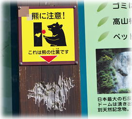 画像:クマの爪痕 画像:クマの爪痕