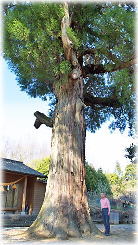 画像:保食神社のスギ(幹と並ぶ)