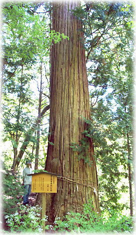 �摜�F�ɑ��V�]�_�Ђ̑吙�i���ƕ��ԁj