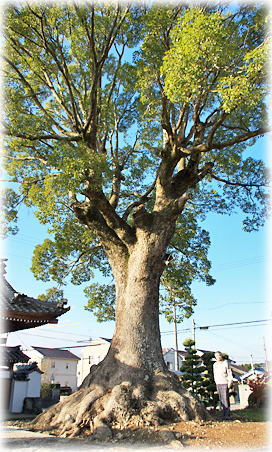 画像:天竜寺のクスノキ(幹と並ぶ) 画像:天竜寺のクスノキ(幹と並ぶ)