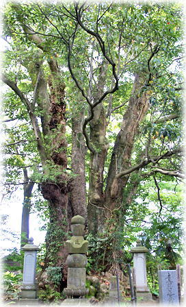 本覚寺のタブノキ 画像:本覚寺のタブノキ