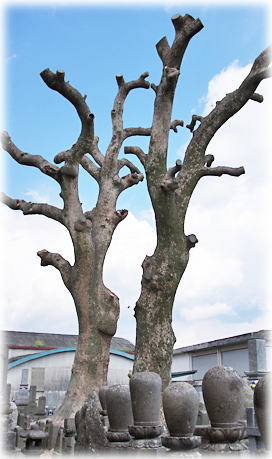 画像:法林寺の樟