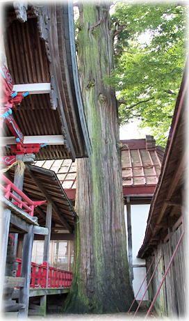 画像：市之蔵神明神社のスギ