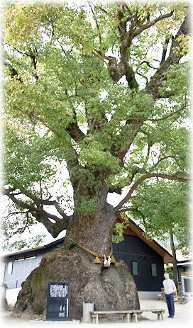 画像:糸碕神社のクスノキ(幹と並ぶ)