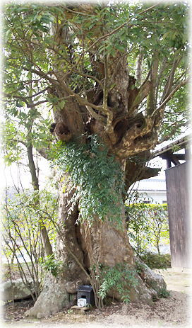 画像:岩崎天神社のカゴノキ 画像:岩崎天神社のカゴノキ