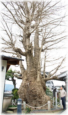 画像:常満寺の大イチョウ(幹と並ぶ)