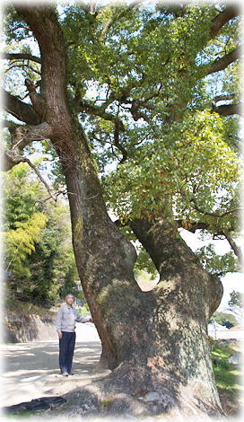 画像:海田観音免のクスノキ(幹と並ぶ)
