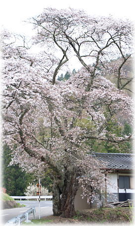 画像:釜房公会堂の桜