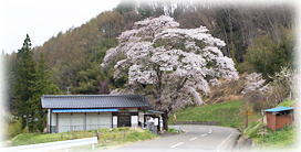 画像：釜房公会堂の桜（全景）