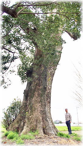 画像:上寺天満宮のクスノキ(幹と並ぶ)