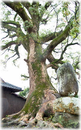 画像:上添田のクスノキ 画像:上添田のクスノキ