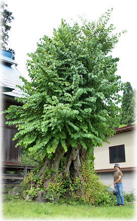 画像:鹿瀬三島神社のカツラ(幹と並ぶ)