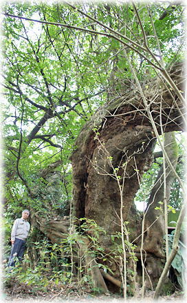 画像:河内田のアコウ(幹と並ぶ)