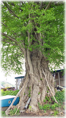 画像:川口のカツラ 画像:川口のカツラ