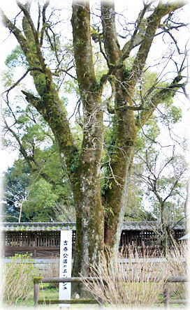 画像:吉香公園のエンジュ 画像:吉香公園のエンジュ