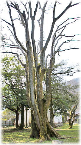 画像:吉香公園のエノキ 画像:吉香公園のエノキ