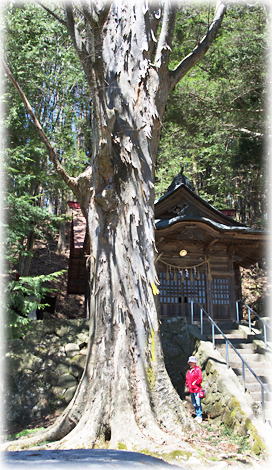 画像:北大塩十五社のケヤキ(幹と並ぶ)