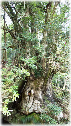 画像:潜石のカゴノキ 画像:潜石のカゴノキ