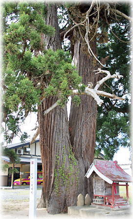 画像:町井の夫婦杉 画像:町井の夫婦杉