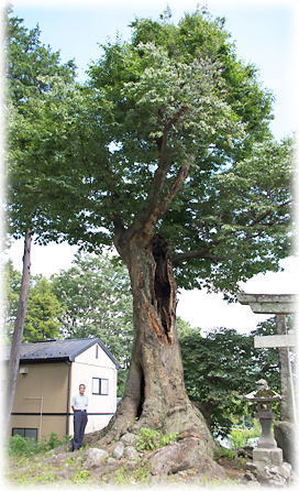 画像:前沢正八幡神社のケヤキA(幹と並ぶ)