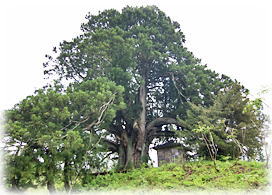 画像:松保の大スギ_2(全景) 画像:松保の大スギ_2(全景)