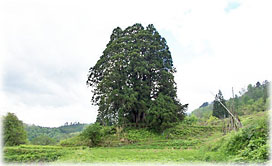 画像:松保の大スギ_3(遠景) 画像:松保の大スギ_3(遠景)