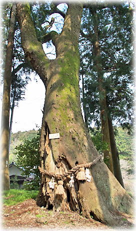 画像:厳島神社のムクノキ 画像:厳島神社のムクノキ