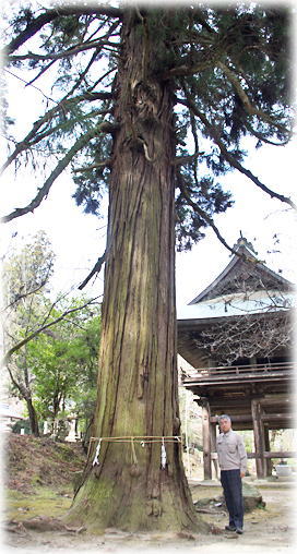 画像:御調八幡宮のスギ(幹と並ぶ)