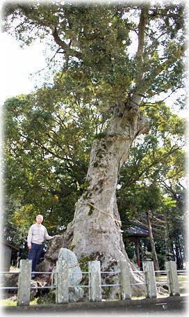 画像:宮野神社のイチイガシ(幹と並ぶ)